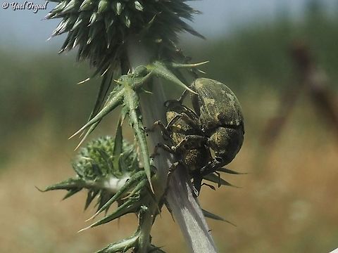 it's that time of the year when all the beetles start to carry each other around, such considerate and helpful creatures ;-)  Geotagged,Israel,Larinus onopordi,Spring