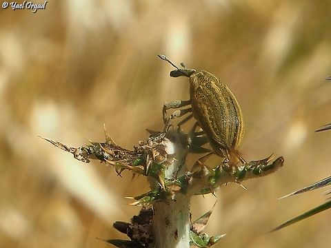 Larinus onopordi  Geotagged,Israel,Larinus onopordi,Spring
