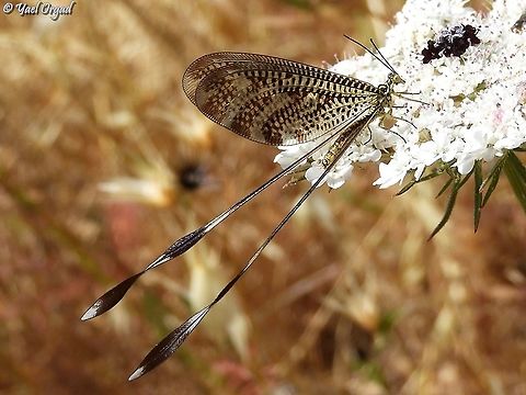 Nemoptera aegyptiaca not a lot is known about the larva of these creatures. but as they are close to the antlions and the threadwing antlions, the larva is probably a formidable predator...  Geotagged,Israel,Nemoptera aegyptiaca,Spring
