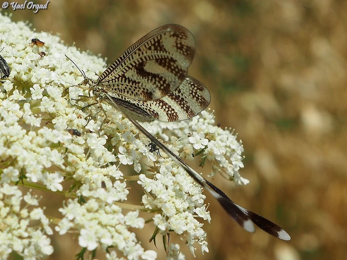 Nemoptera aegyptiaca the adult feed on the nectar of flowers from the Apiaceae family.  Geotagged,Israel,Nemoptera aegyptiaca,Spring