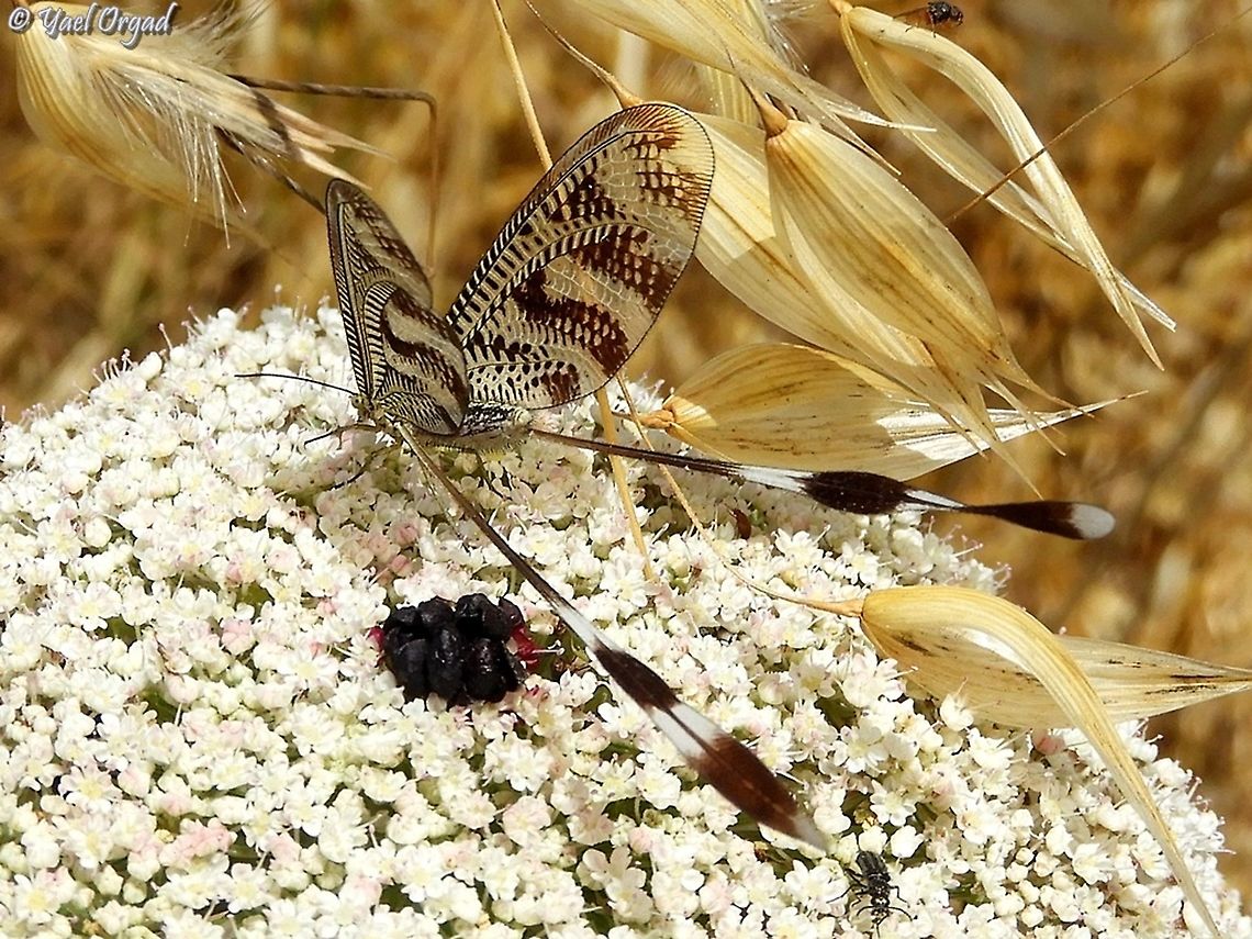 Nemoptera aegyptiaca a little more of this beautiful and delicate creature Geotagged,Israel,Nemoptera aegyptiaca,Spring