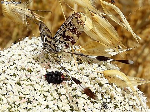 Nemoptera aegyptiaca a little more of this beautiful and delicate creature Geotagged,Israel,Nemoptera aegyptiaca,Spring
