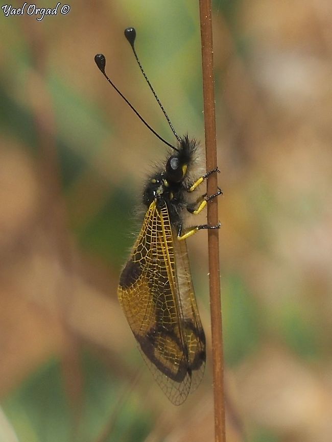 Libelloides rhomboideus related to antlions... Geotagged,Israel,Libelloides rhomboideus,Spring