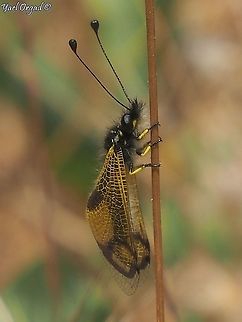Libelloides rhomboideus related to antlions... Geotagged,Israel,Libelloides rhomboideus,Spring