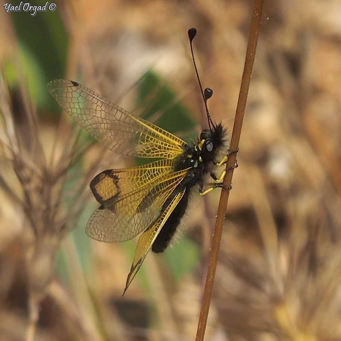 Libelloides rhomboideus common names include Lacewing and Owlfly... <br />
it was sparkling in the sun like a precious jewel. such a beautiful creature! Geotagged,Israel,Libelloides rhomboideus,Spring