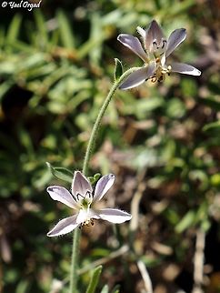 Consolida incana  Consolida incana,Geotagged,Israel,Spring
