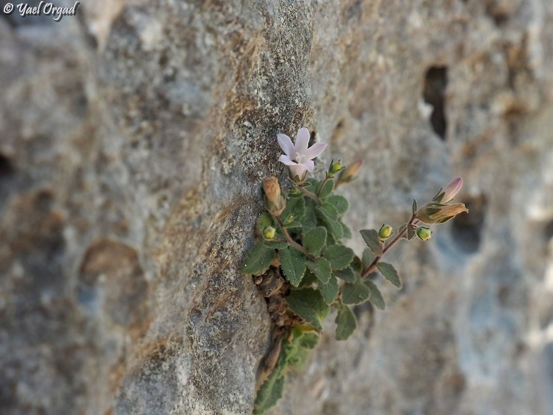 Campanula damascena I love how these little Campanulas creep on rock walls...  Campanula damascena,Geotagged,Israel,Spring