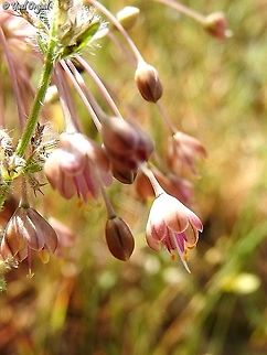 Allium daninianum  Allium daninianum,Geotagged,Israel,Spring