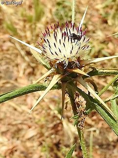 A bee (Heriades sp.) on Centaurea iberica  Centaurea iberica,Geotagged,Iberian knapweed,Israel,Spring