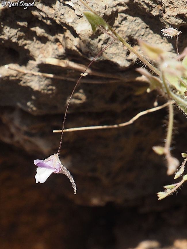 Kickxia cirrhosa with delicate lips  Geotagged,Israel,Kickxia cirrhosa,Spring