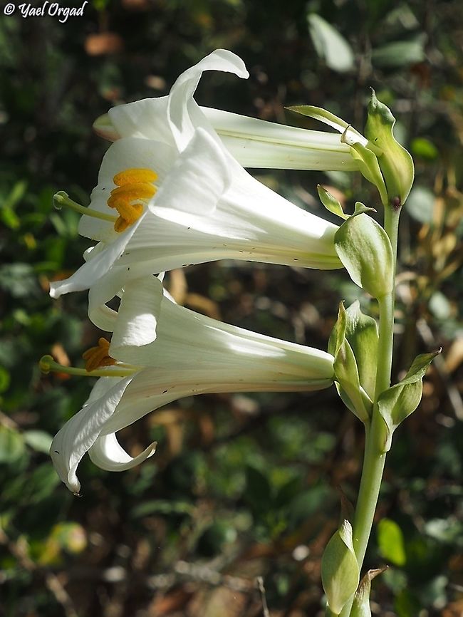 Lilium candidum  Geotagged,Israel,Lilium candidum,Madonna Lily,Spring