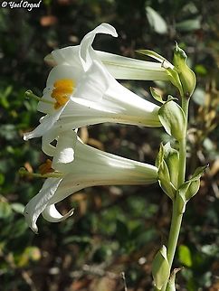 Lilium candidum  Geotagged,Israel,Lilium candidum,Madonna Lily,Spring