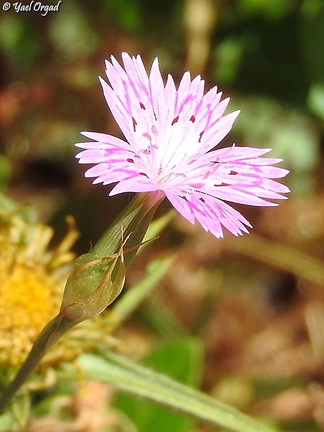 Dianthus tripunctatus  Dianthus tripunctatus,Geotagged,Israel,Spring