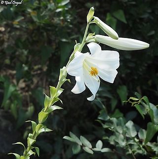 The King of the cliffs Lilium candidum Geotagged,Israel,Lilium candidum,Madonna Lily,Spring