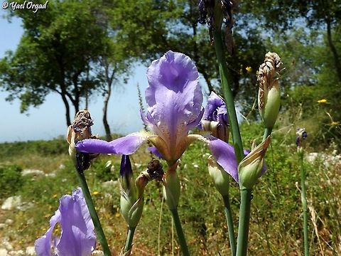 Iris mesopotamica  Geotagged,Iris mesopotamica,Israel,Spring