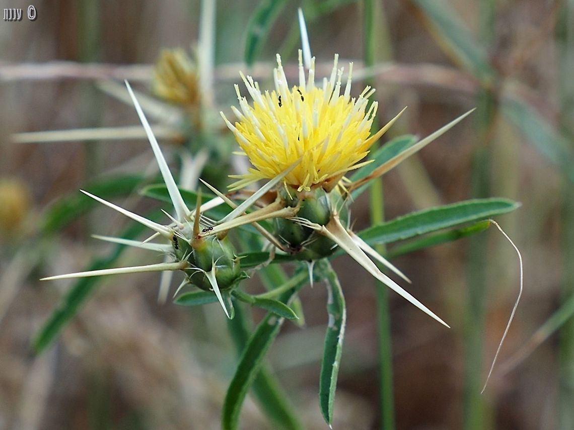 Centaurea iberica -  yellow-white variant  Centaurea iberica,Geotagged,Iberian knapweed,Israel,Spring