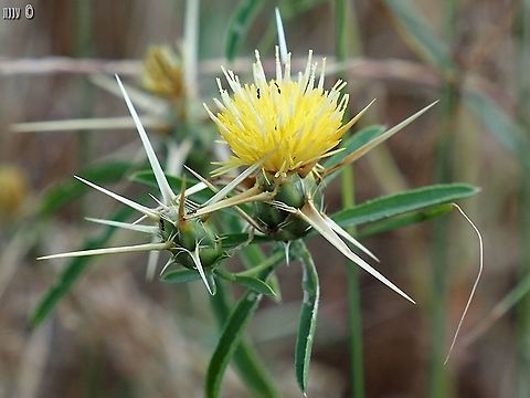 Centaurea iberica -  yellow-white variant  Centaurea iberica,Geotagged,Iberian knapweed,Israel,Spring