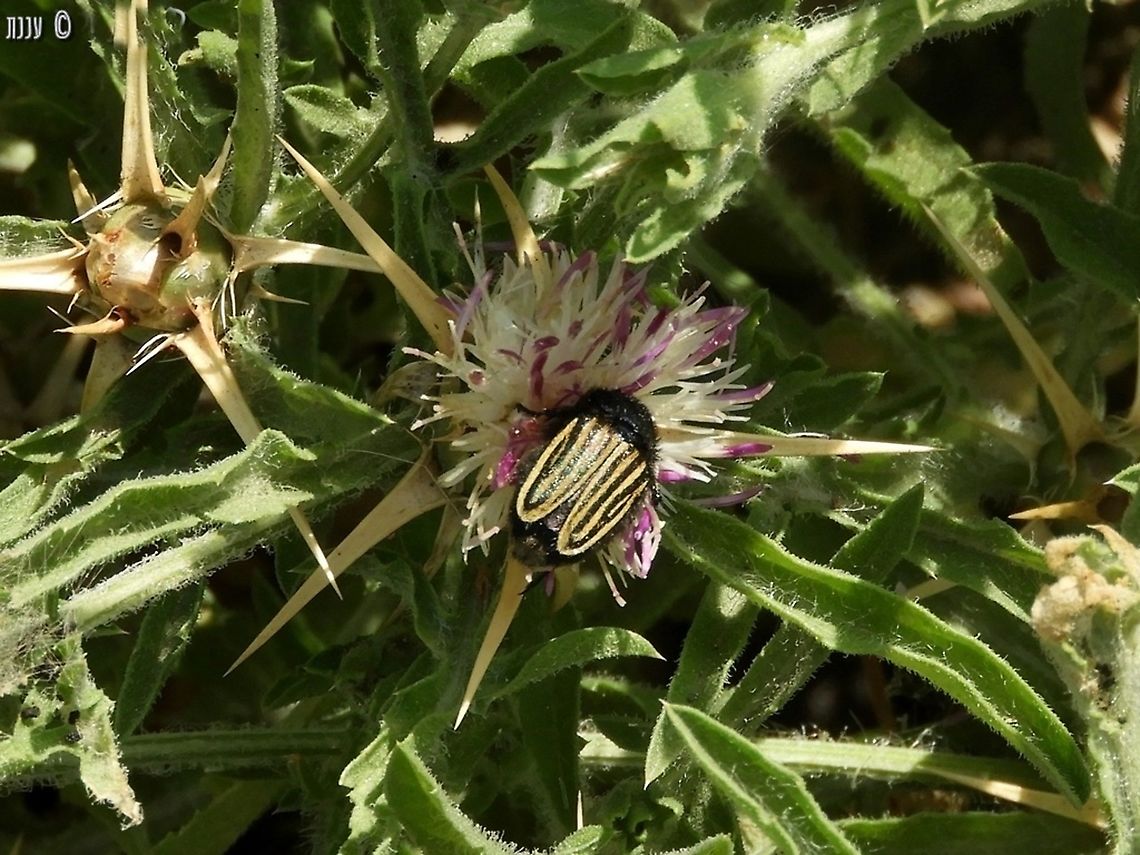 Eulasia vittata on Centaurea iberica white-pink variant Centaurea iberica,Eulasia vittata,Geotagged,Iberian knapweed,Israel,Spring