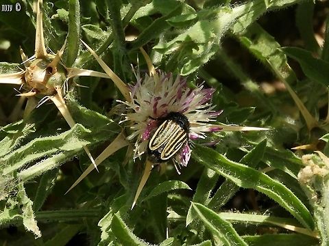 Eulasia vittata on Centaurea iberica white-pink variant Centaurea iberica,Eulasia vittata,Geotagged,Iberian knapweed,Israel,Spring