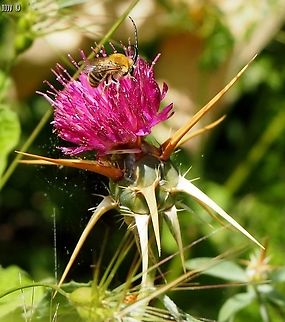 Centaurea iberica - pink variant with a male Eucera bee enjoying its pollen and nectar Centaurea iberica,Eucera,Geotagged,Iberian knapweed,Israel,Spring