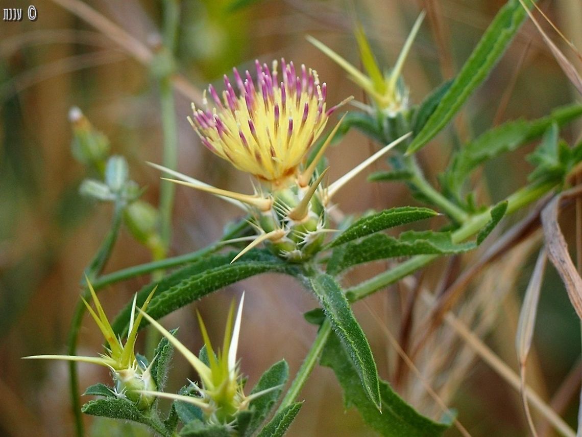 Centaurea iberica - yellow-pink variant  Centaurea iberica,Geotagged,Iberian knapweed,Israel,Spring