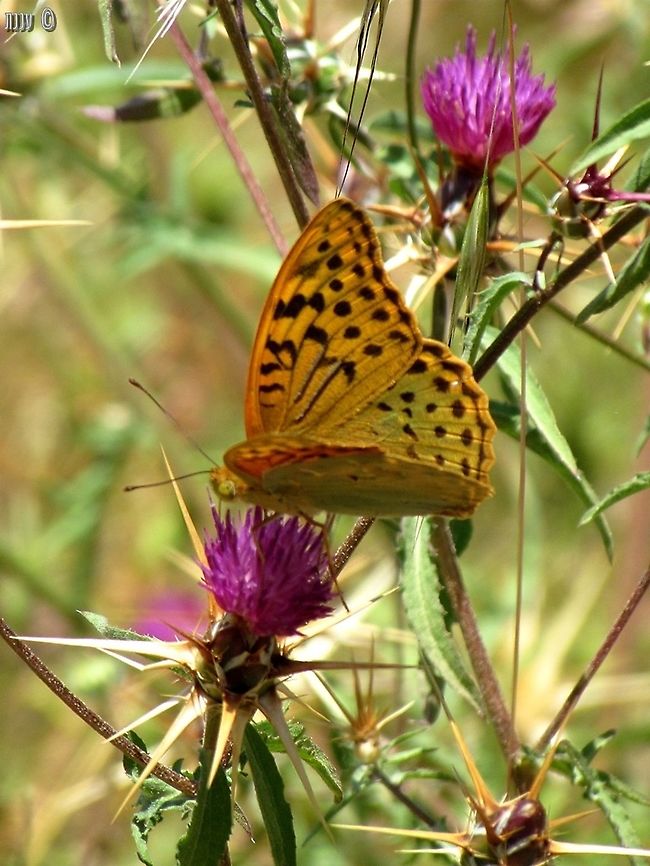 Argynnis pandora on Centaurea iberica  Argynnis pandora,Cardinal,Centaurea iberica,Geotagged,Spring