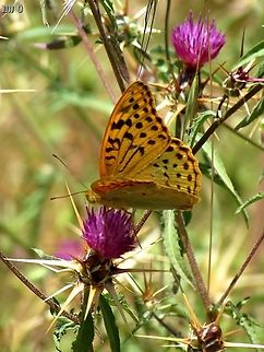 Argynnis pandora on Centaurea iberica  Argynnis pandora,Cardinal,Centaurea iberica,Geotagged,Spring