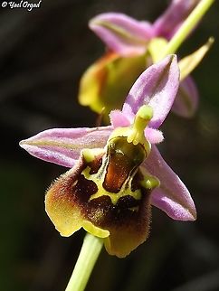 Ophrys fuciflora  Geotagged,Israel,Ophrys fuciflora,Spring