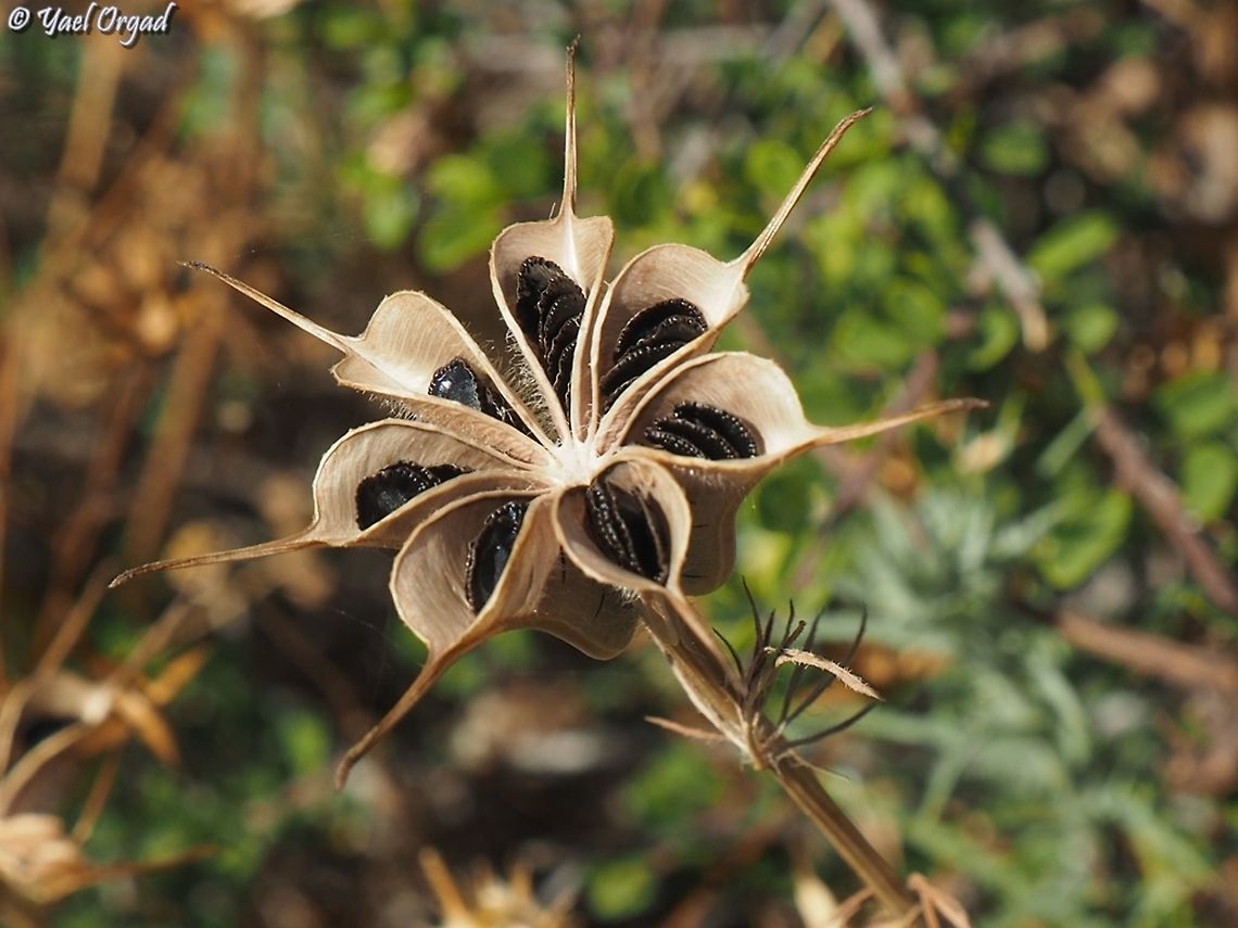 Nigella ciliaris - fruit  Geotagged,Israel,Nigella ciliaris,Spring