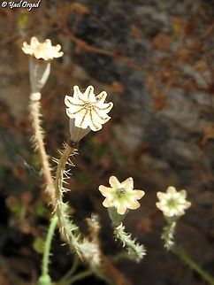 Papaver carmeli  Carmel's Poppy,Geotagged,Israel,Papaver carmeli,Spring