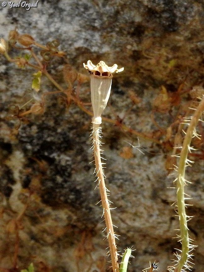 Papaver carmeli  Carmel's Poppy,Geotagged,Israel,Papaver carmeli,Spring