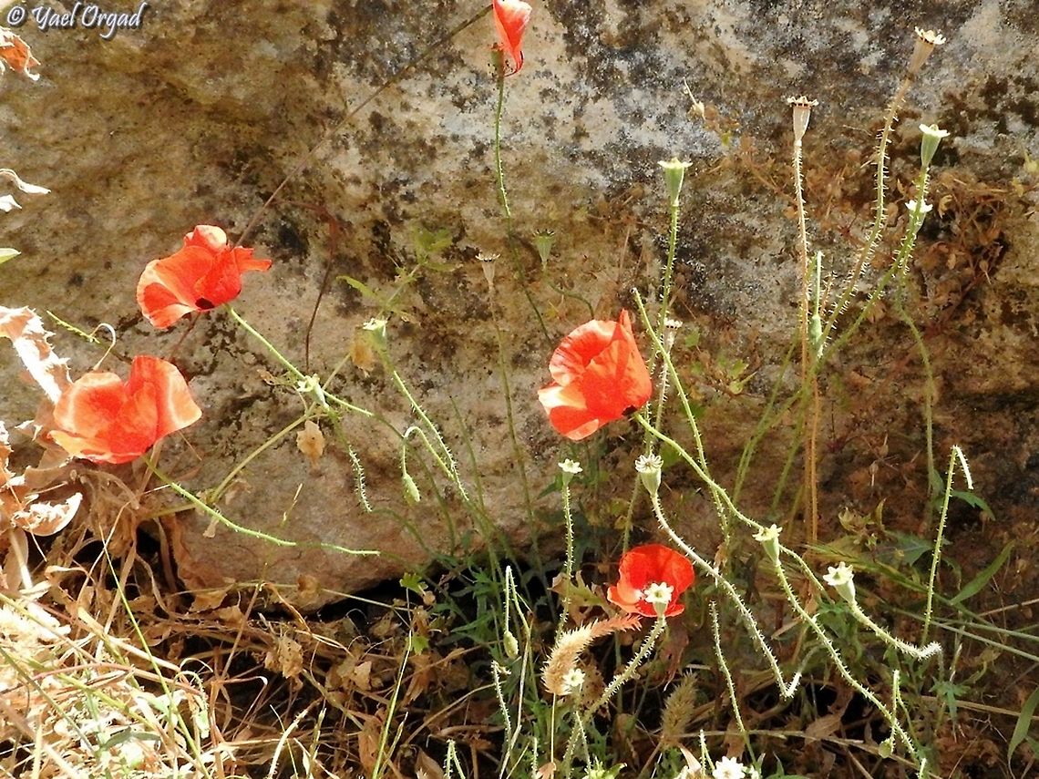 Papaver carmeli  Carmel's Poppy,Geotagged,Israel,Papaver carmeli,Spring