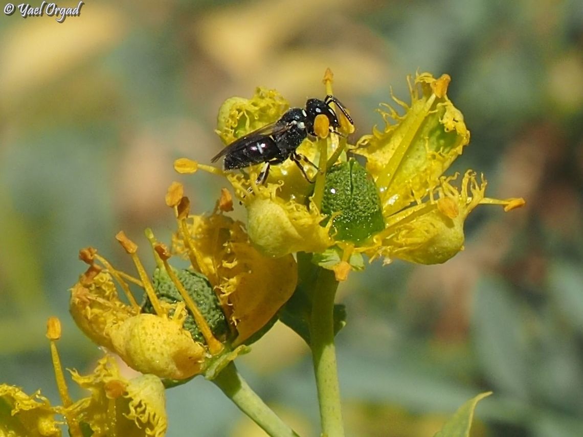Hylaeus bee on Ruta chalepensis  Geotagged,Israel,Ruta chalepensis,Spring