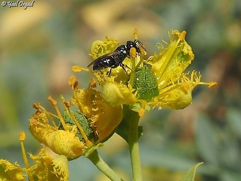 Hylaeus bee on Ruta chalepensis  Geotagged,Israel,Ruta chalepensis,Spring