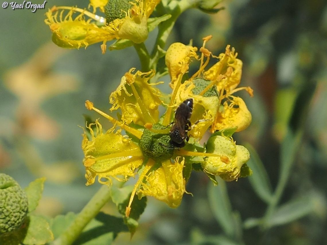 Hylaeus bee on Ruta chalepensis  Geotagged,Israel,Ruta chalepensis,Spring