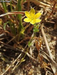 Blackstonia perfoliata  Blackstonia perfoliata,Geotagged,Israel,Spring,Yellow-wort