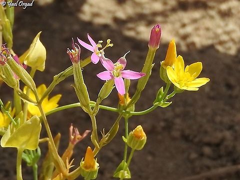 Blackstonia perfoliata and Centaurium tenuiflorum  Blackstonia perfoliata,Centaurium tenuiflorum,Geotagged,Israel,Spring,Yellow-wort