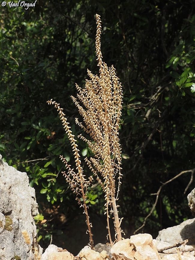 Umbilicus intermedius  Geotagged,Intermediate navelwort,Israel,Spring,Umbilicus intermedius