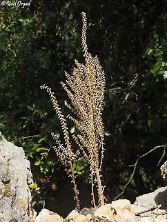 Umbilicus intermedius  Geotagged,Intermediate navelwort,Israel,Spring,Umbilicus intermedius