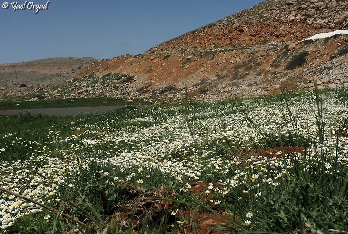 Anthemis rascheyana  Anthemis rascheyana,Israel,Mount Hermon