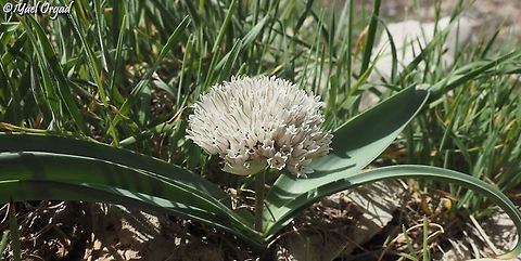 Allium libani  Allium libani,Geotagged,Lebanese garlic,Spring
