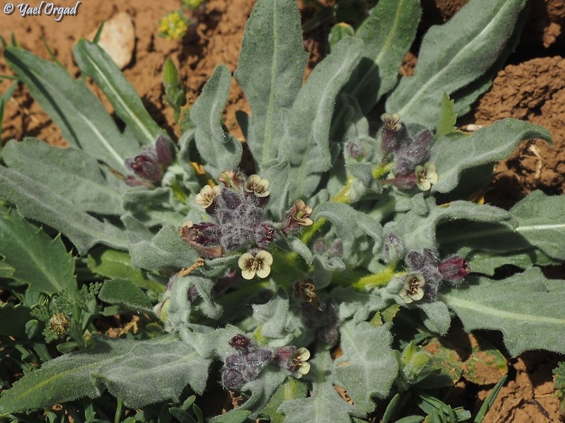 Anchonium billardierei  Anchonium billardierei,Israel,Mount Hermon