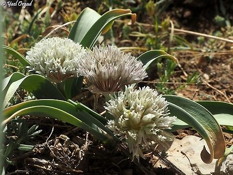 Allium libani  Allium libani,Israel,Lebanese garlic,Mount Hermon