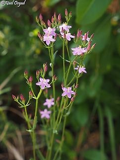Centaurium erythraea  Centaurium erythraea,Common Centaury,Geotagged,Israel,Spring