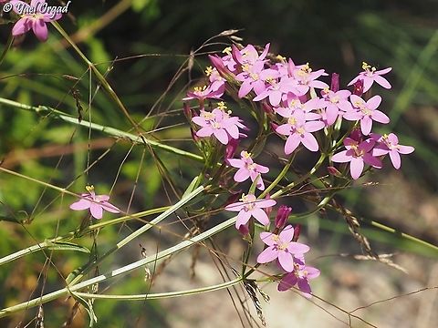 Centaurium erythraea  Centaurium erythraea,Common Centaury,Geotagged,Israel,Spring