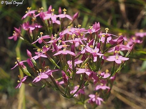 Centaurium erythraea  Centaurium erythraea,Common Centaury,Geotagged,Israel,Spring