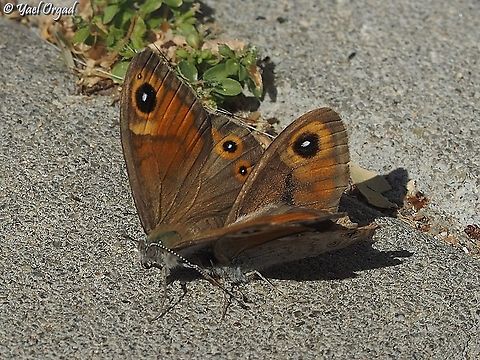 Lasiommata maera orientalis we've seen these 2 butterflies on the pavement, at the street. at a parking place. one was staying on the ground, the other one was hovering near it, pushing it from time to time, as if trying to convince the first to move from there. but apparently the first one couldn't fly. eventually I took it on my finger, and placed it on a nearby shrub. I don't know what was the problem, and I hope I helped them...  Fall,Geotagged,Israel,Large Wall Brown,Lasiommata maera