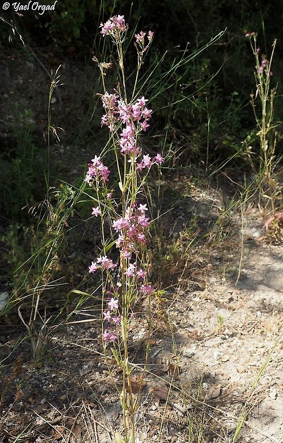 Centaurium erythraea quite tall: about 60-70 cm tall plant.  Centaurium erythraea,Common Centaury,Geotagged,Israel,Spring