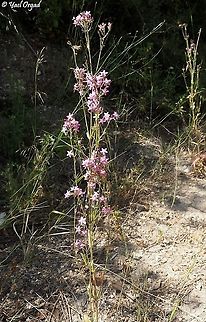 Centaurium erythraea quite tall: about 60-70 cm tall plant.  Centaurium erythraea,Common Centaury,Geotagged,Israel,Spring