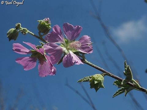 Malva unguiculata  Bryony-leaved Tree-Mallow,Geotagged,Israel,Malva unguiculata,Spring